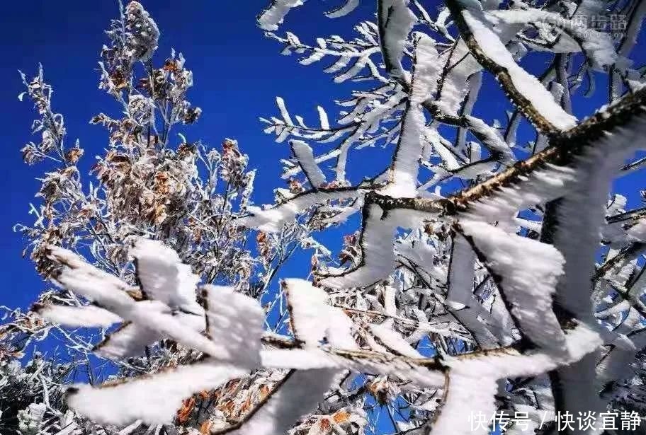 中年|难得一见的春日雪景，美到心醉！