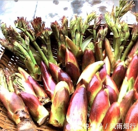 乙型脑炎|农村这些野菜比保健品都好,尤其第3种,不看永远不知道,