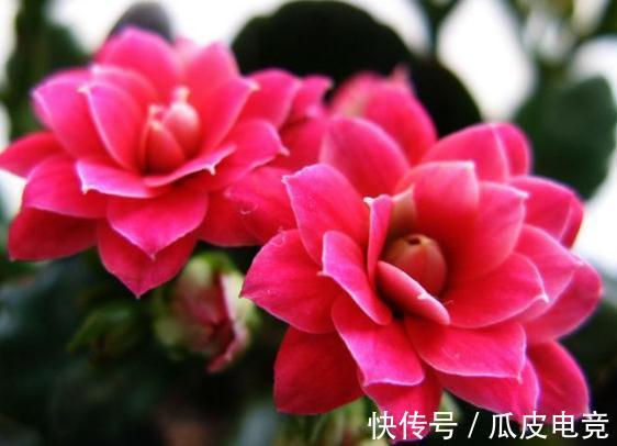 农历九月二十三霜降后，养什么花？以下3种花，福临小院四季常安