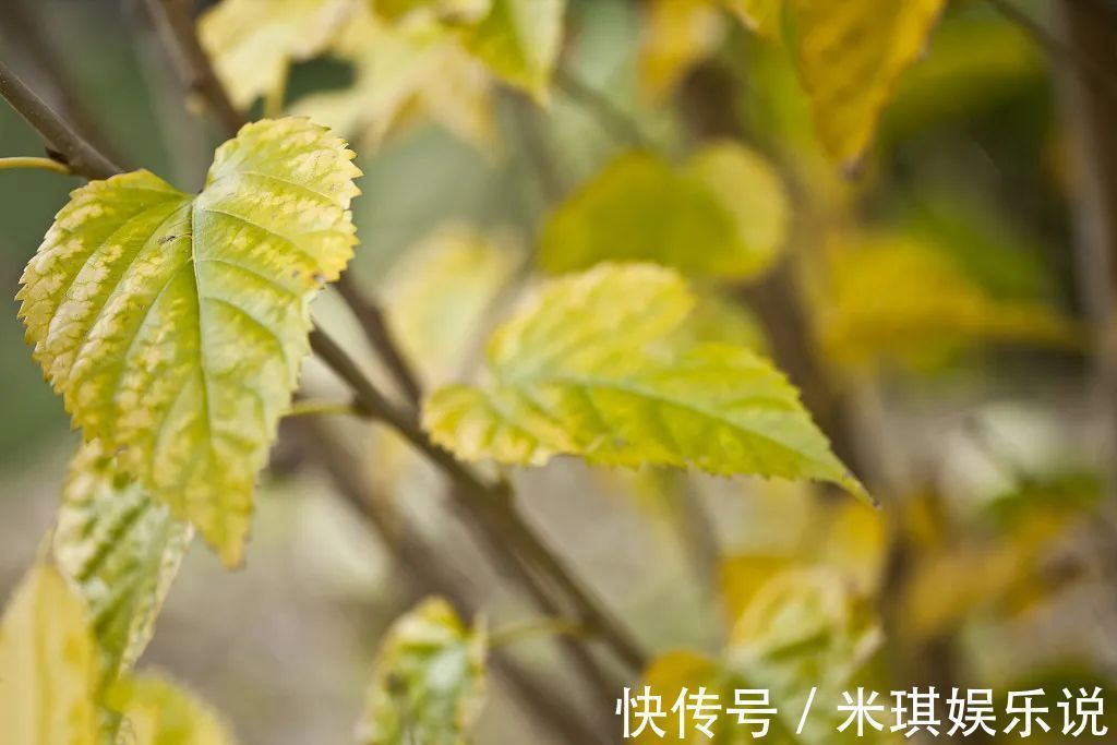 神仙草|桑叶是个宝,霜打的桑叶为神仙草!如何吃,功效最佳?