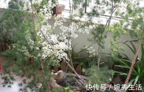 盆景|4种绿植从低价盆栽到高价盆景，只需5年时间，每一盆都很美