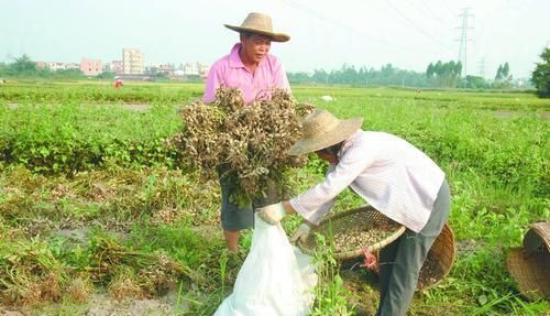  如今|农村儿时这些零食，排第一的，如今还是很多城里人的最爱！