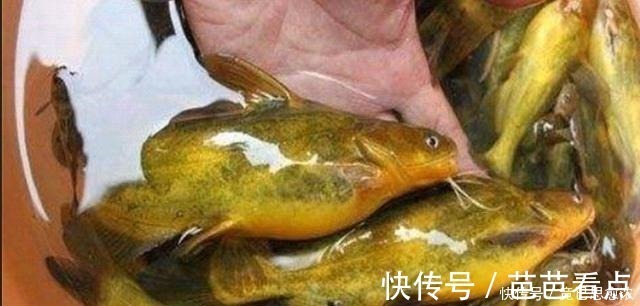 别再七想八想,“征服”黄颡鱼就得用这钓法,不料刚一下竿就有口!