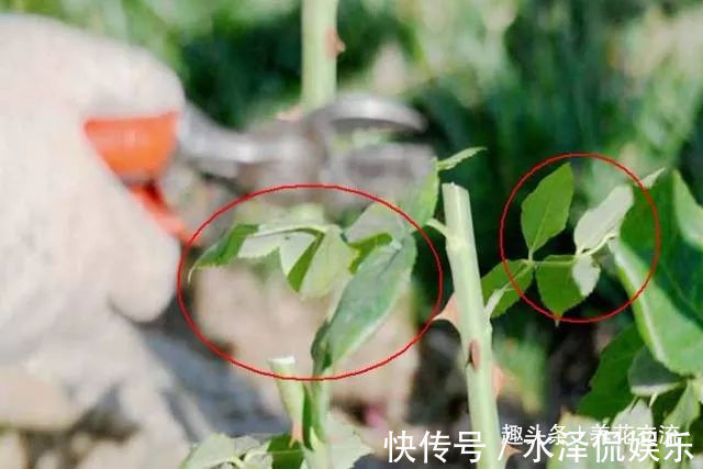 月季花|每年剪几次，喷点药，月季可保持经常开花，不怕黄叶和感染病虫害