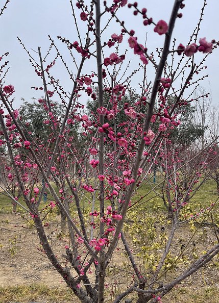 梅妻鹤子|雪花纷飞迎宾客！郑州西流湖公园“千金梅岭”景区初绽芳容