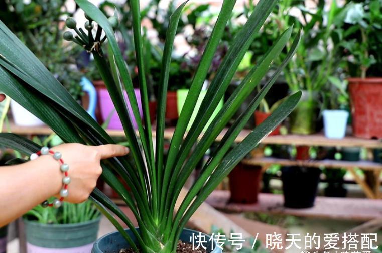 君子兰总是不开花,只用了“这几招”,年年绿叶红花,不断爆花芽