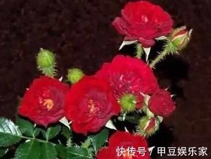 月季花不好养那是养的方法不对,浇“神奇药水”一株能长30花苞