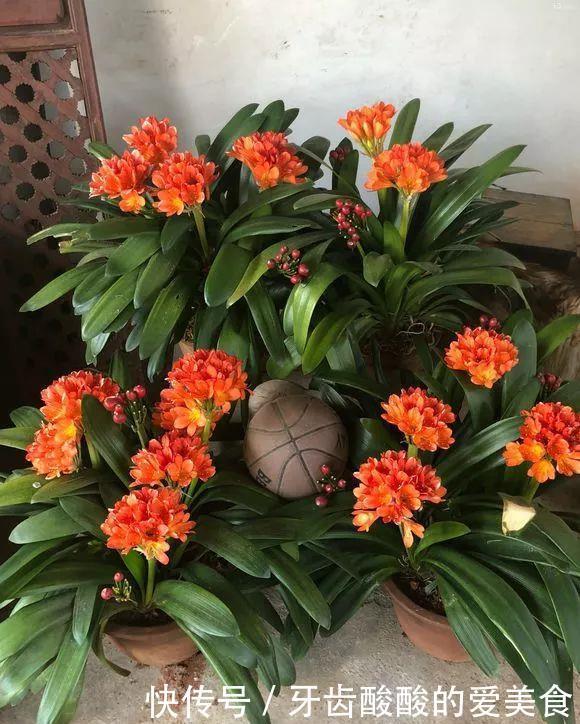 养花达人:38年前,掏家底儿买的2盆花,1盆被偷,1盆传给孙子