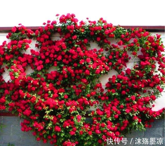 春季别养绿萝了！此花要栽2棵，沾土就活，一年花开180天！