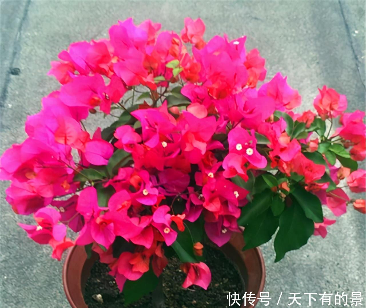 一片叶子一簇花,花量比叶密,难怪在阳台,它站C位