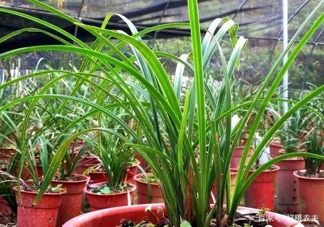 兰花换植料后,叶片有点萎蔫,是不服盆吗