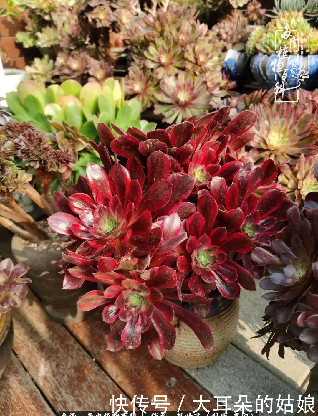 春暖花开,万物复苏,多肉迎来最美时光!