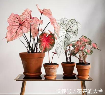 利于健康的“9种花”，株型雅致有格调，寓意“吉祥”有韵味