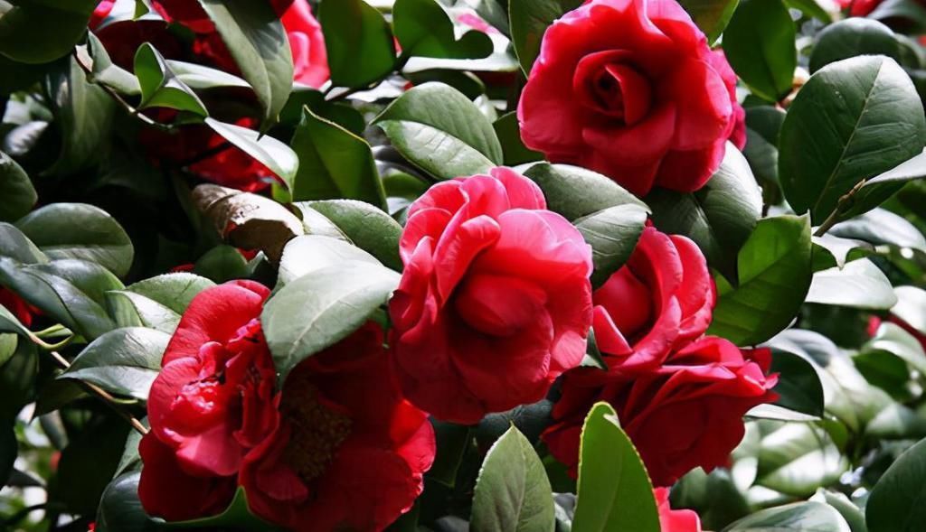 到了12月,有不少花能压条繁殖,做好这5点,扎根快服盆好