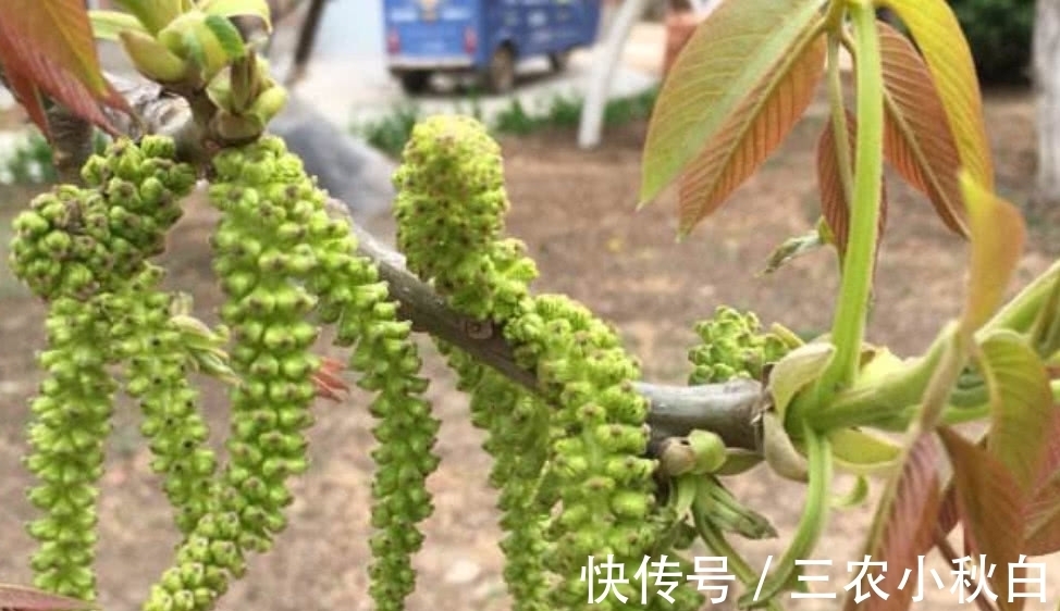 野菜|这种植物人称“长寿菜”，城里很难吃到，在山区却是一道家常菜