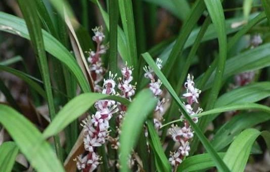 波士顿|3种花“不喜光”,就爱待“厕所”,一年四季叶片亮,盆盆花儿旺