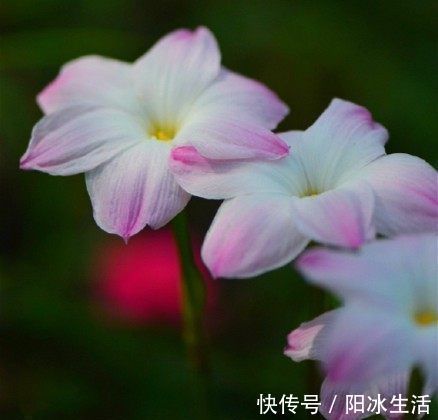 一种可爱美丽的花卉盆栽,很好种,三天就能开花,耐热耐寒,深受喜爱