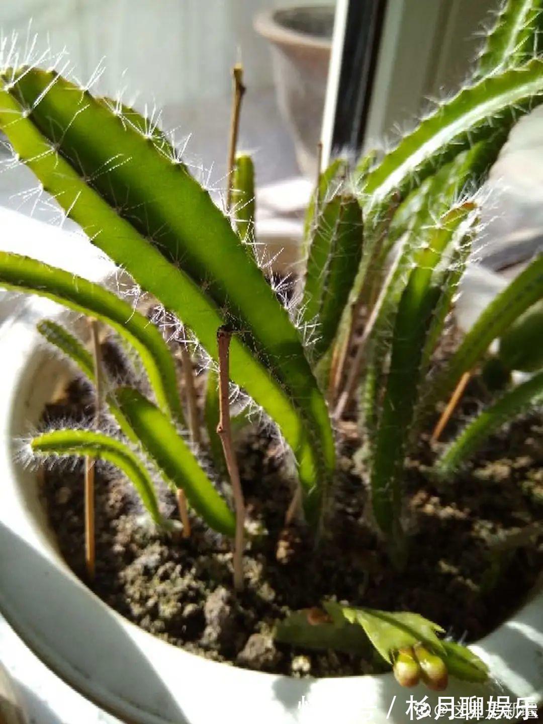 昙花|大爷家荷花种在花盆里,1次开花20朵,比巴掌还大!