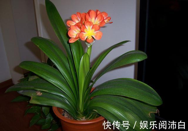 叶片|三伏天养君子兰,要做到“4不1要”,才能根系茁壮叶片绿