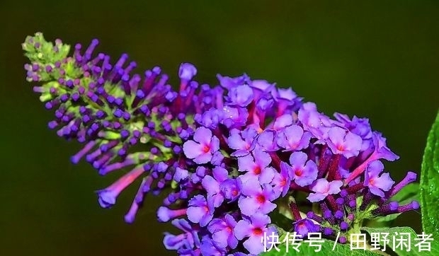 金鱼草|农历11月初4大雪后，养什么花？以下3种花，寓意红红火火事业有成