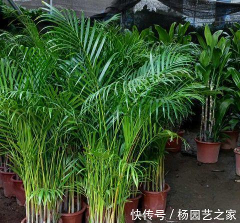 散尾葵|夏天多养大叶子植物,高端又漂亮,大热天也凉快