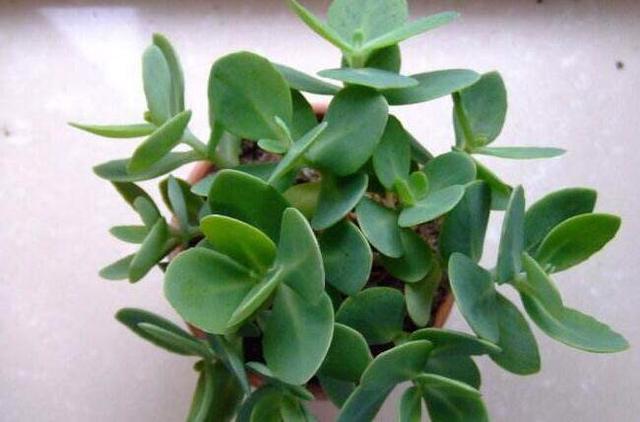 修剪|9月如何养玉树2个“技巧”，让它更加繁茂，枝干木质化，成小树