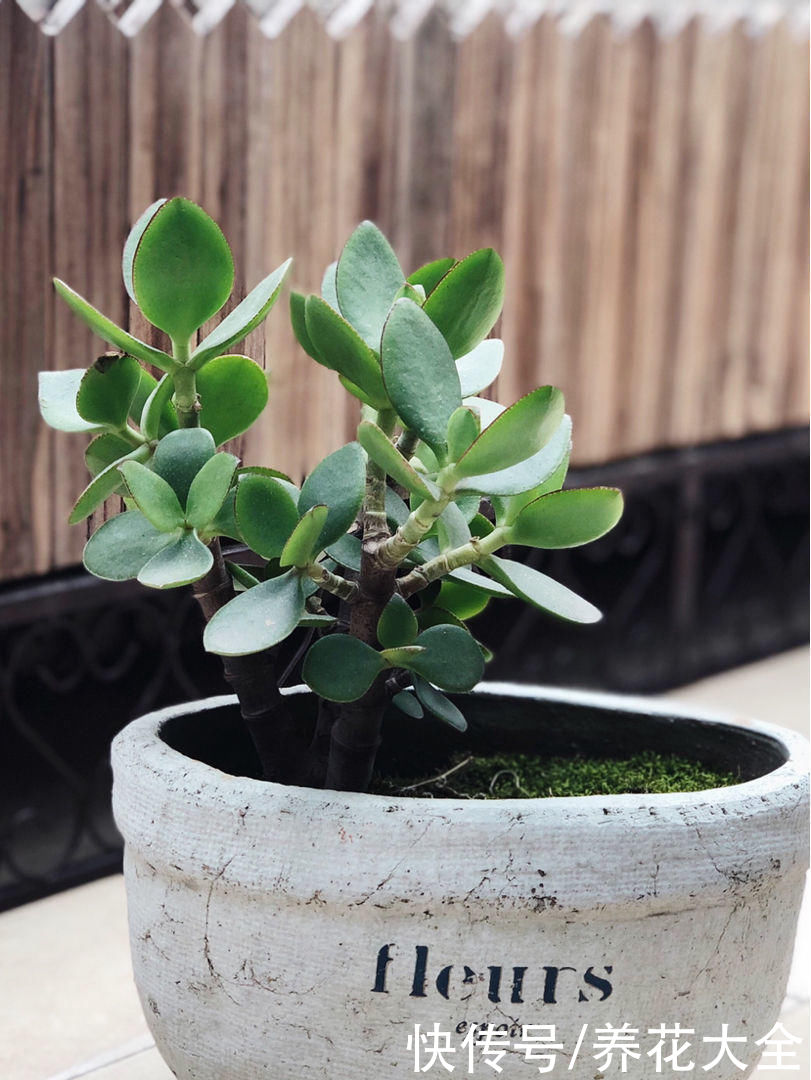 剪片叶子，放土里就能长出一盆，这4种花养到就是赚到