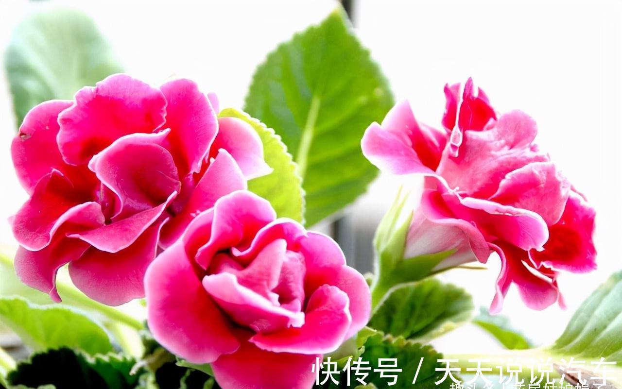 11种花不能被雨淋,就算秋冬季节也不行,再不往回搬,后悔就晚了