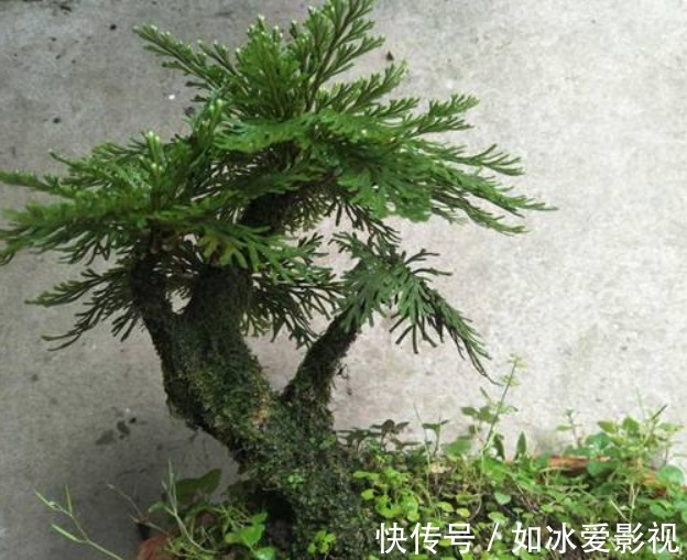 卷柏|野外一杂草,挖回家就是盆栽,见到是幸运