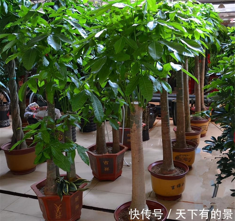 复合肥|“穷养”5种花,用小花盆栽种,多晒少管更利于生长,又美又值钱