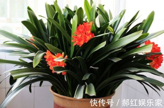 夏季|养君子兰学会四季浇水方法,根系长满盆,叶子绿出油