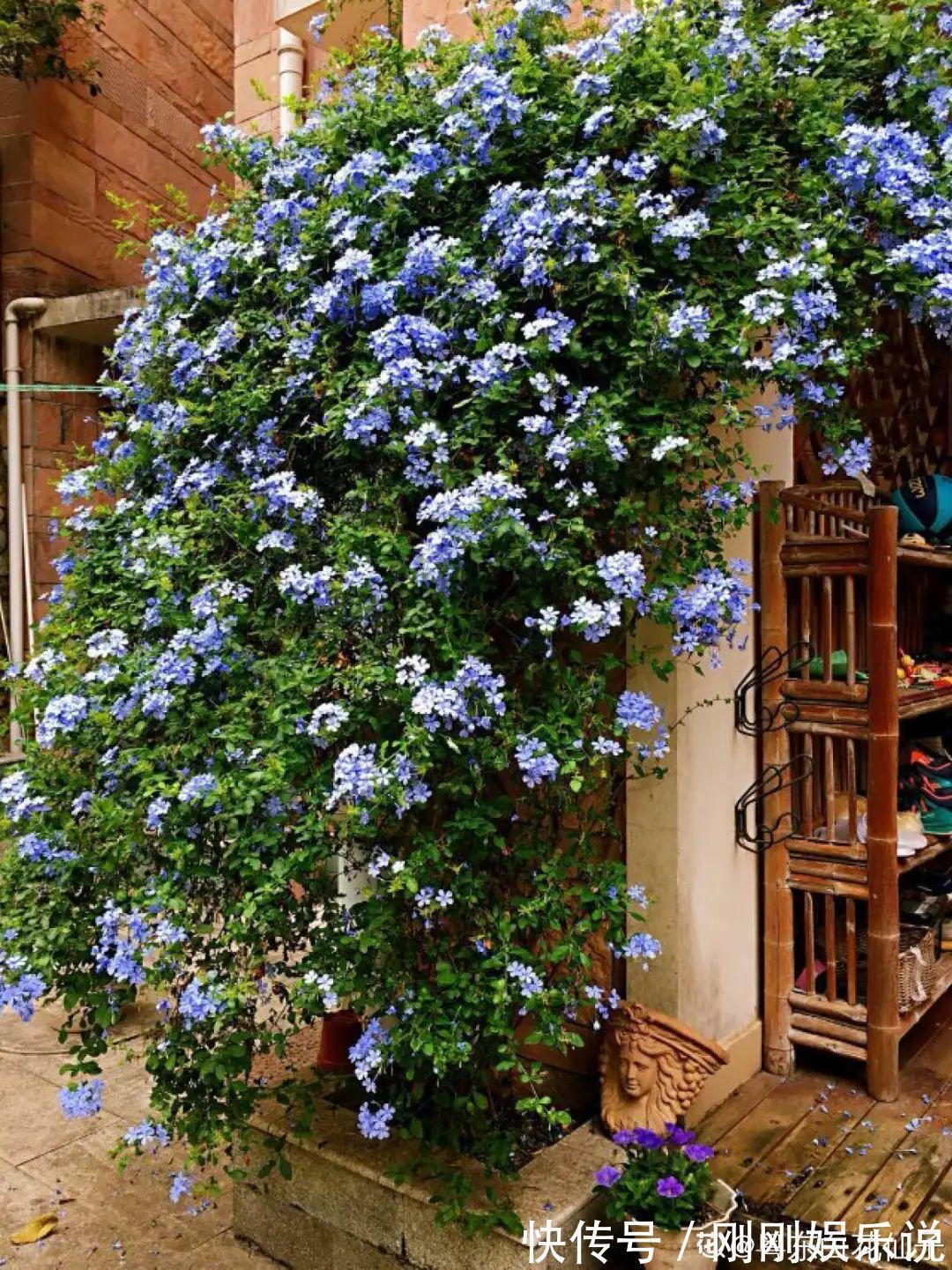 抗病、不招虫的天竺葵,屋里养一盆,开花一茬接一茬