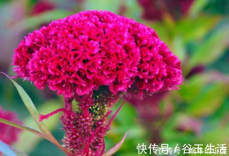 谁见了都喜欢的4种花,好养又漂亮,一年四季可开花,快快养起来