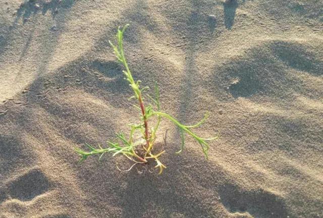 父亲|十岁女孩出去玩拍了几张照片,心理学家看到立马就联系女孩父亲!