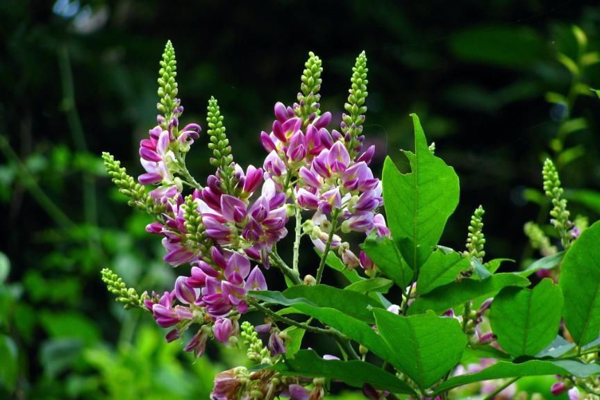张仲景一个神奇的配方,5味药,疏通气血,搞定从头到脚的麻木