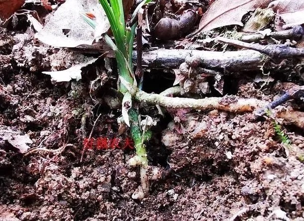 种植|兰花生命力很强,决定能否种植成活的,并不是土壤与肥料