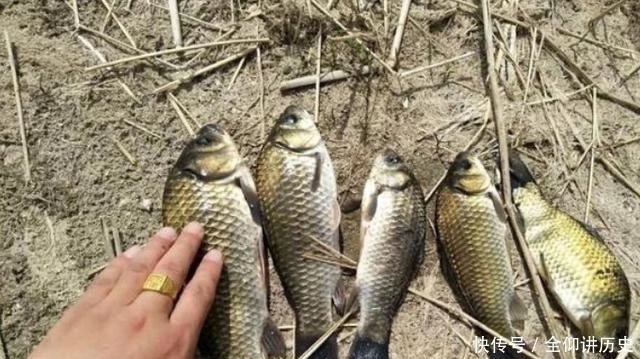怪不得老钓手一字不透露,原来热天的鱼都藏在这,白钓二十年鱼