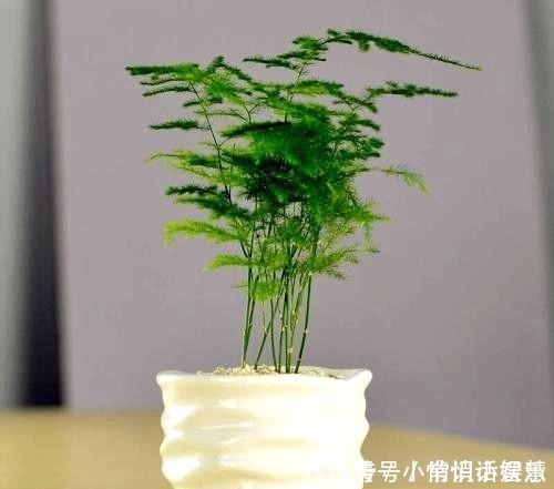 养文竹|养文竹,记得在土壤里埋点它,顺便浇碗汤,蹭蹭不停长,绿的反光!