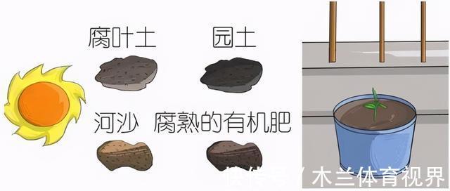 阳台上|懂石榴，栽石榴，边赏边玩6步骤完成石榴栽种全步骤