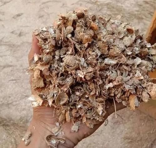 花生全身都是宝，丢在盆里，解决了太多养花难题！