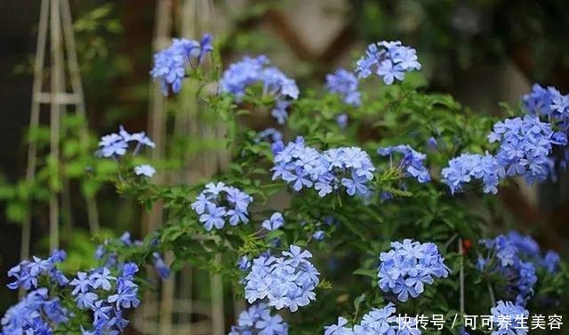 这些植物一定要勤浇水，不然分分钟“渴死”！