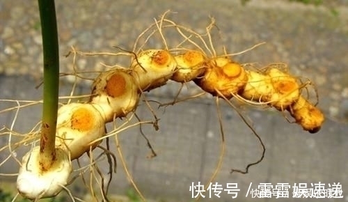 肾黄金|它被称为“肾黄金”,国医吃了一辈子,每天一片,好处多到数不清