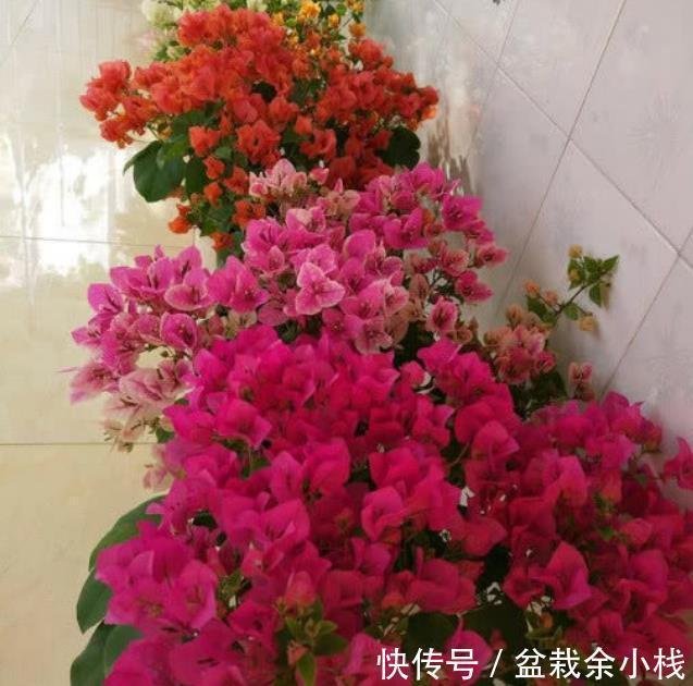 家里养上3种花,不见叶子只见花,花姿妖娆,四季繁花似锦