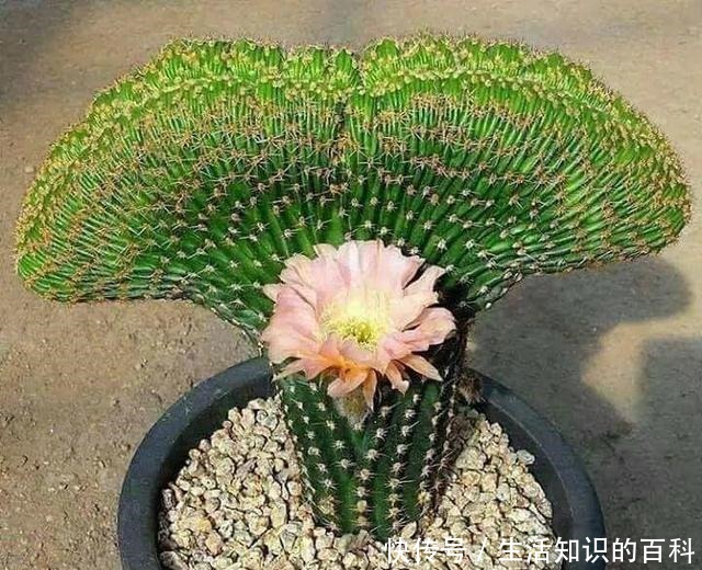 想省心就养这些花，没有病虫害，就爱开花！想省心就养这些花，没有病虫害，就爱开花！