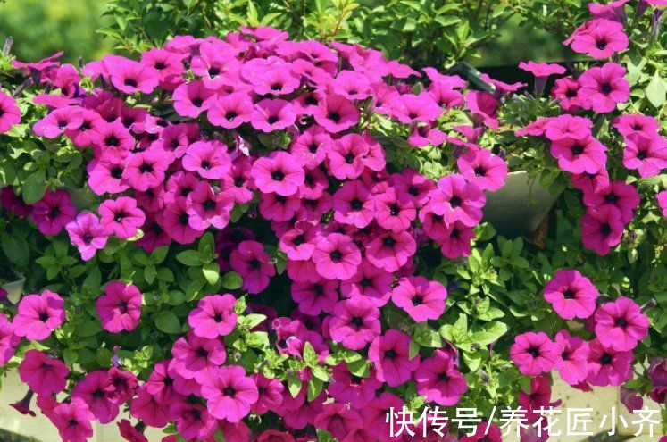 阳台|秋季阳台养花，首选这6种，只要有光照，花多易开爆