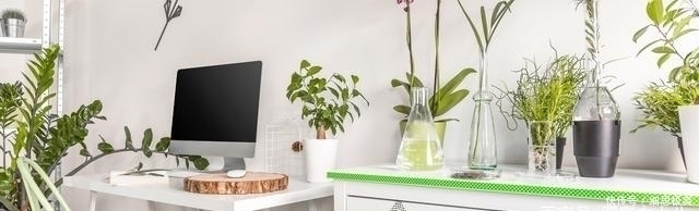 松针叶|想长寿花多冒苞,土里埋下这“两”料,顺利春化,绽放层叠群花