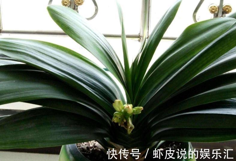 君子兰长歪了，学会3点小技巧，快速纠正变整齐了，见效快