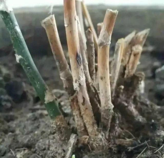 给花浇水要小心，5种水不能浇，浇完立马就黄叶！