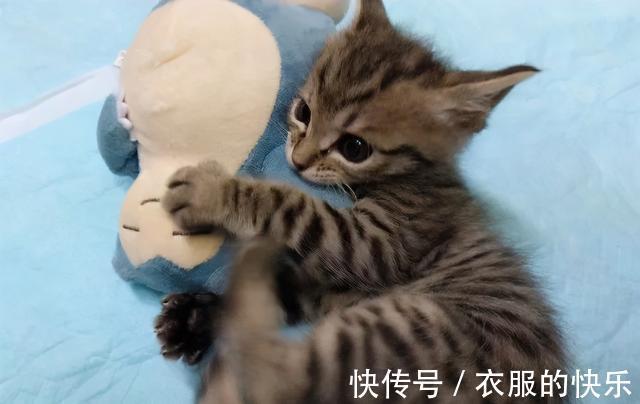 |甜粽和咸肉粽要打起来了 冷段子1830