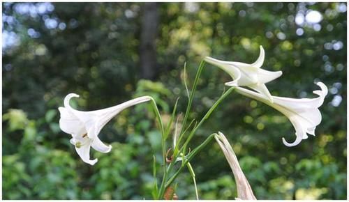 本草纲目|入睡难是肝郁结,睡不好是心火旺,常喝“一碗汤”,失眠自己好